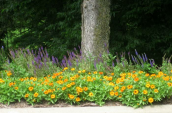 Annuals & Perennials