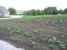 Turf Establishment - Before